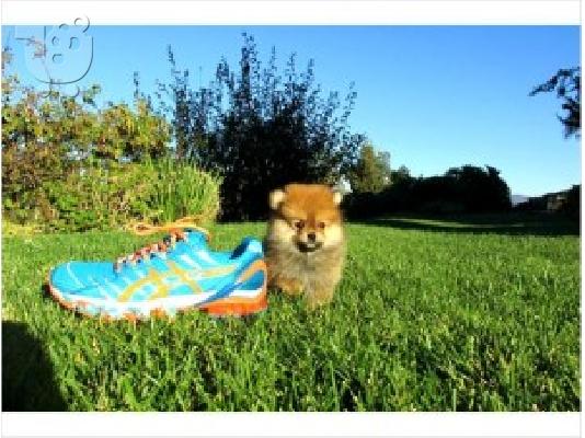 PoulaTo: Lovely Pomeranian κουτάβια προς πώληση