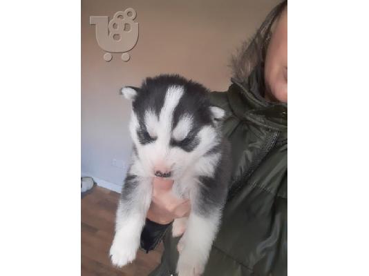 Όμορφη σκυλιά σούβλας husky προς πώληση