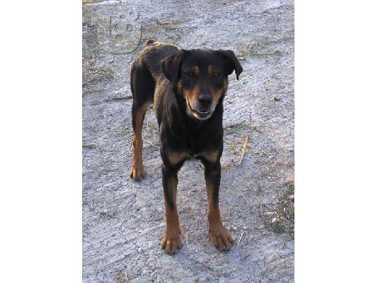 PoulaTo: ROTTWEILER ΗΜΙΑΙΜΗ ΧΑΡΙΖΕΤΑΙ