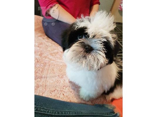 PoulaTo: Πολύ παιχνιδιάρικα κουτάβια Shih Tzu προς πώληση