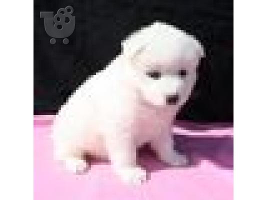 PoulaTo: Samoyed κουτάβι