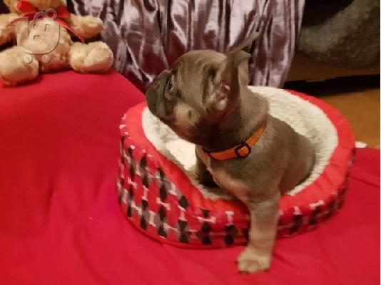 PoulaTo: κουτάβια σκυλιών frenchbull