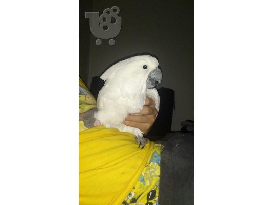 Ομπρέλα / λευκό Cockatoo Για Πώληση