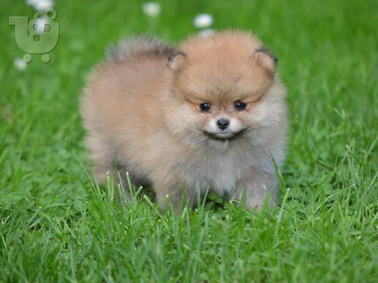 Pomeranian ΟΜΟΡΦΑ κουταβάκια