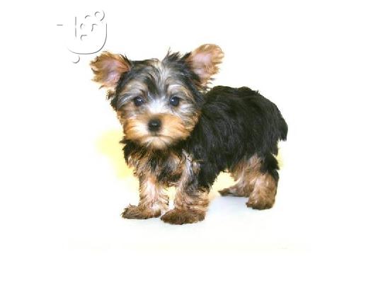 PoulaTo: Φλυτζάνι τσαγιού VINNIE MALE YORKIE! ACA REG ΥΠΟ 4LB
