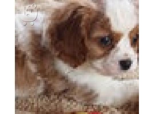 PoulaTo: Registered Cavalier King Charles Spaniel