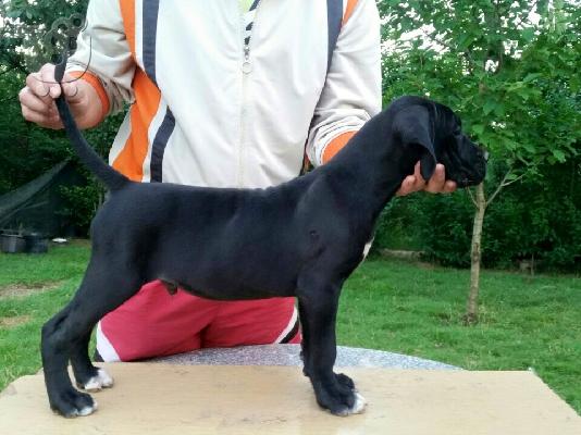 Cane Corso καθαροαιμα 6979314054 ΑΘΗΝΑ-ΘΕΣΣΑΛΟΝΙΚΗ- ΚΡΗΤΗ