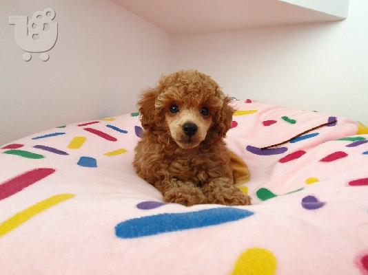 PoulaTo: Poodle apricot mini - Κανίς βερυκοκί μίνι