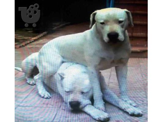 Ντόγκο Αρτζεντίνο - Dogo Argentino — Νέα Φιλαδέλφεια