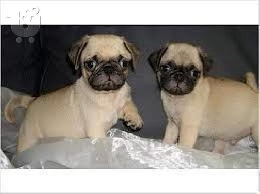 PoulaTo: pug