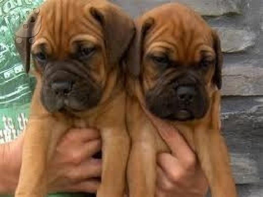 PoulaTo: bullmastiff