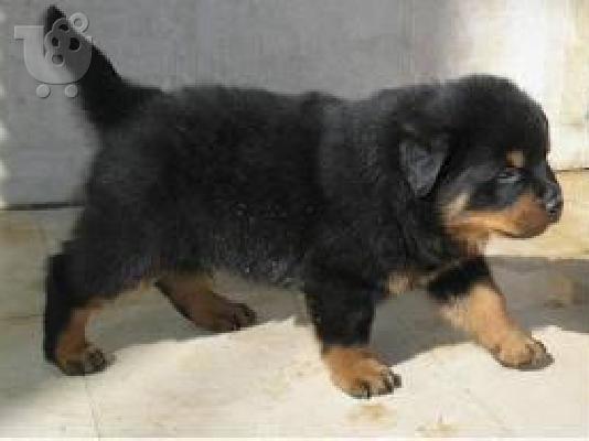 PoulaTo: rottweiler