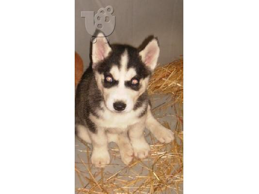 ΠΩΛΟΥΝΤΑΙ HUSKY-ΚΑΘΑΡΟΑΙΜΑ ΚΟΥΤΑΒΙΑ