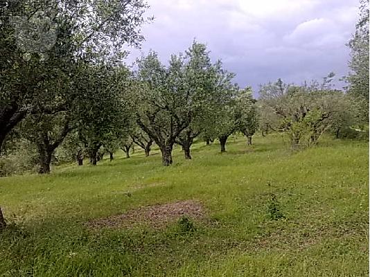 Αλισσός, πωλείται αγροτεμάχιο, 6 στρ.