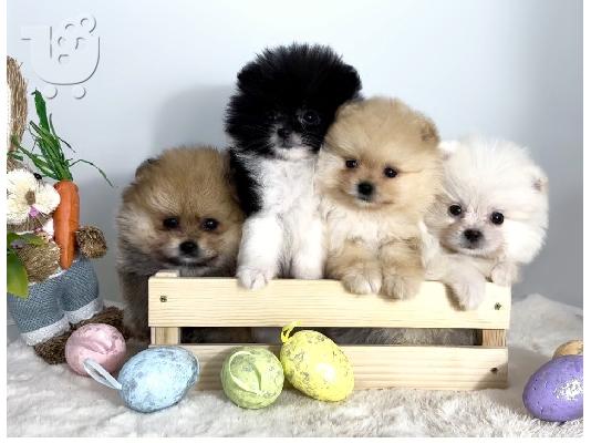 Pomeranian (BOO), καθαρόαιμο, νάνος (παιχνίδι)