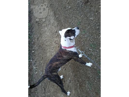 PoulaTo: PITBULL  ΨAXNI THILIKIA GIA ZEVGAROMA