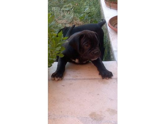 PoulaTo: cane corso