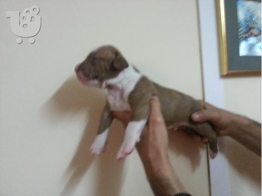 pitbull red nose