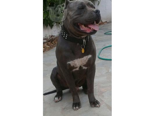 PoulaTo: pitbull blue xl