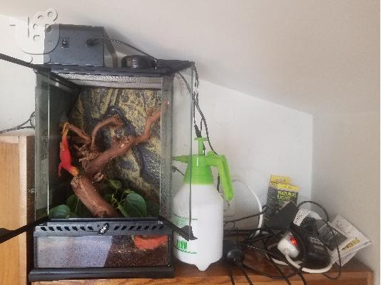 PoulaTo: Crested Gecko - terrarium