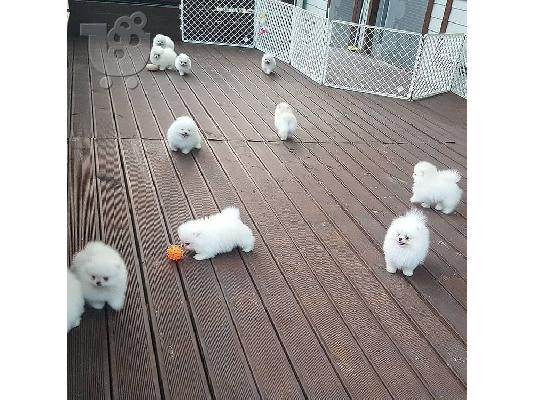PoulaTo: Καταπληκτικά κουτάβια από Pomeranian!