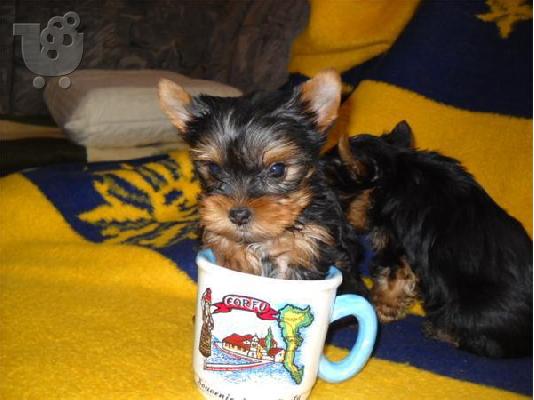 PoulaTo: Yorkshire Terrier-Γιόρκσάϊρ τεριέ
