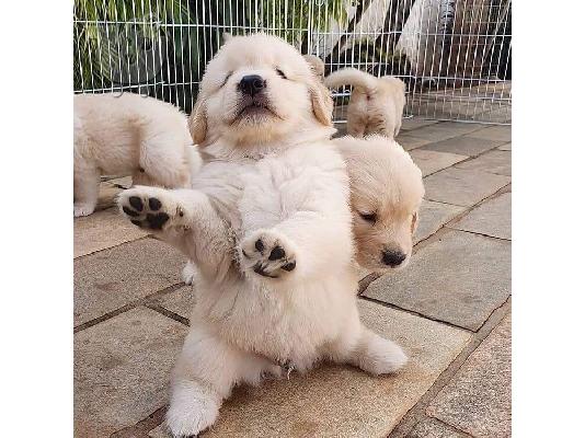 PoulaTo: κουτάβια Golden Retriever