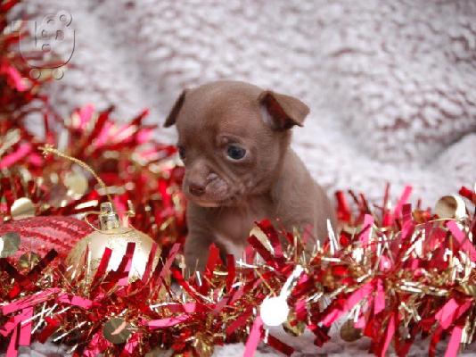 PoulaTo: 2 Όμορφη Lilac / Choc Ομαλή Coat Τσιουάουα Pups ΓΙΑ XMASS