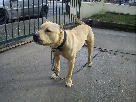 PoulaTo: pitbull