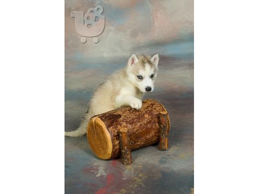 Husky
