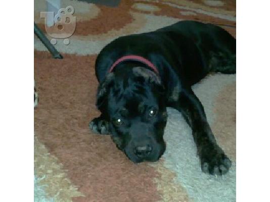 PoulaTo: AMERICAN PITBULL