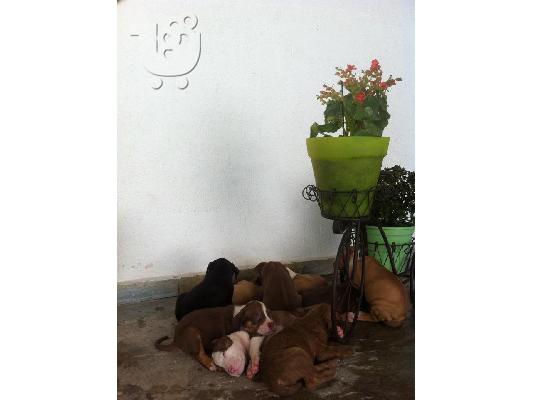 pit bull j kas