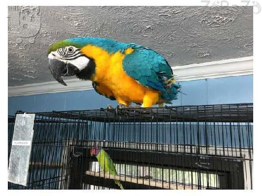 PoulaTo: Set ble kai kítrinou papagálou Macaw katá tin yiothétisi.