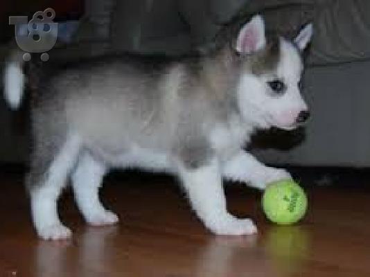 Εξαιρετικά κουτάβια της Σιβηρίας Husky