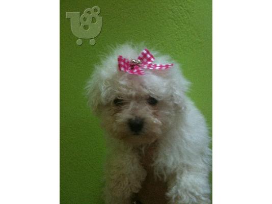 PoulaTo: BICHON FRIZE