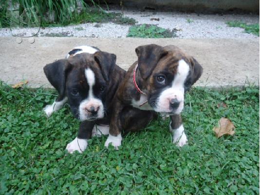 PoulaTo: Pwlounte boxer katharoaima!!!