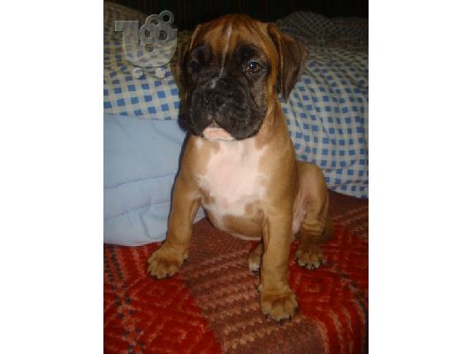 boxer