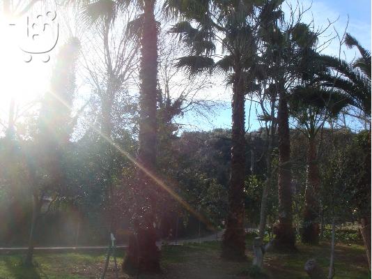 ΠΩΛΟΥΝΤΕ ΦΟΙΝΙΚΕΣ (PALM TREES) 12 ΧΡΟΝΩΝ 8 ΜΕΤΡΑ ΤΗΛ. 6940684900...