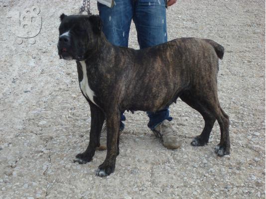 CANE CORSO