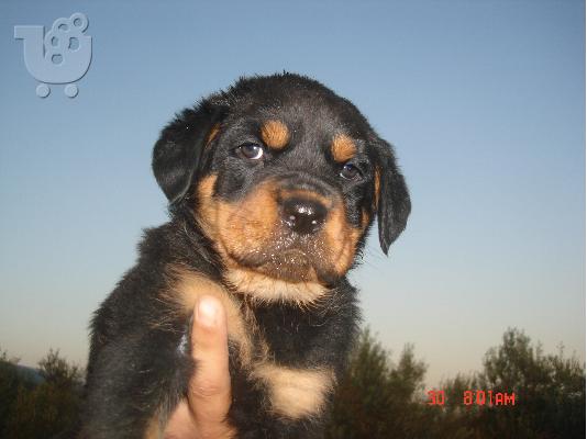 ROTTWEILER