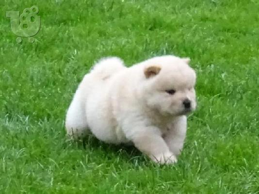 Chow Chow μωρά διαθέσιμα
