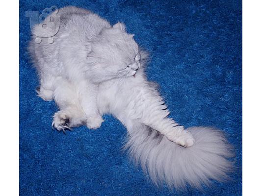 Πολύ σπάνιο αρσενικό Scottish Fold