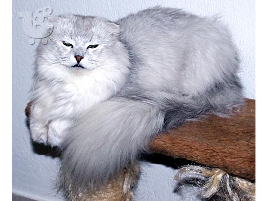 Πολύ σπάνιο αρσενικό Scottish Fold