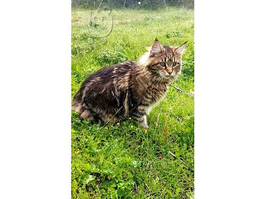 Maine Coon - Μέιν Κουν