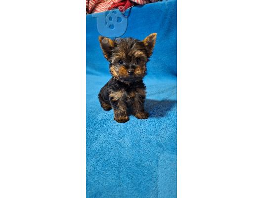Yorkshire mini