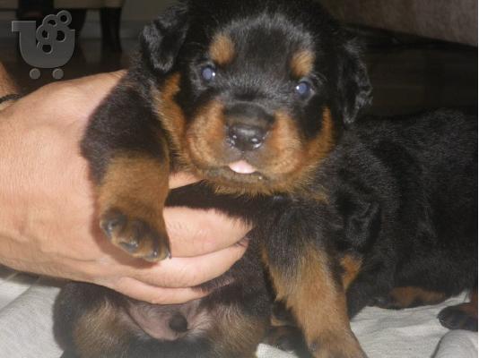 ΠΩΛΟΥΝΤΑΙ ΚΑΘΑΡΟΑΙΜΑ ROTTWEILER Ροτβάιλερ