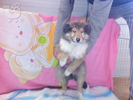 PoulaTo: Collie