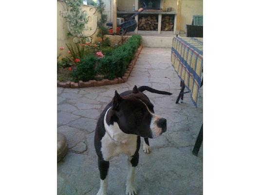 ΠΩΛΟΥΝΤΑΙ ΚΑΘΑΡΟΑΙΜΑ ΚΟΥΤΑΒΙΑ PITBULL