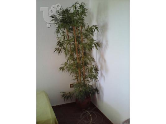 Ανεμιστηρες οροφης,συνθετικα φυτά, σιδερενιο κρεβατι με στρωμα...
