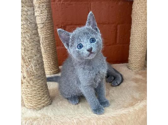 PoulaTo: Russia Blue Kittens For Sale